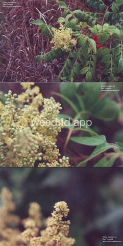 sumac, dwarf